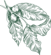 decorative background